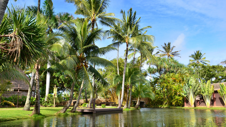 Palm trees at the Polynesian Cultural Center in Laie