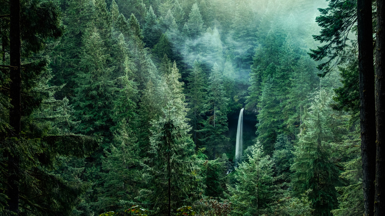 A waterfall seen amidst countless evergreen trees