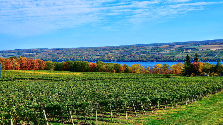 Vineyards in Finger Lakes Wine region