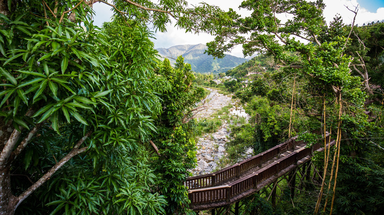 forest and bridge near Piedra Escrita in Jayuya, Puerto Rico