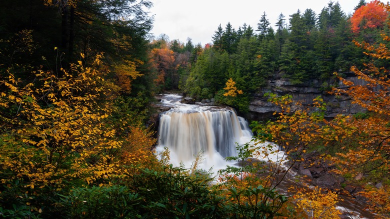 Blackwater Falls fall foliage forest