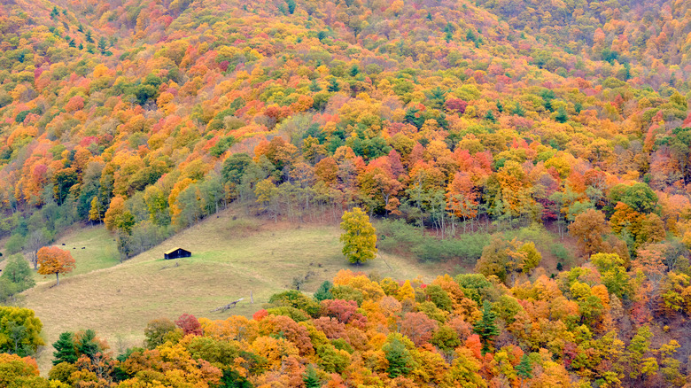 Seneca Rocks summit aerial view