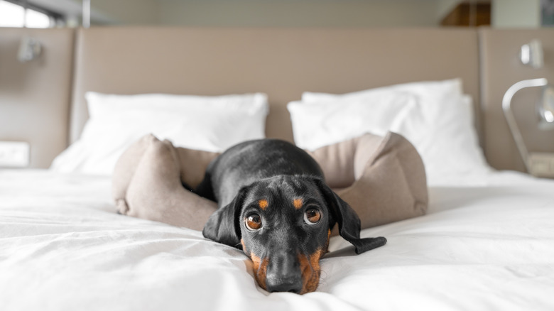 Dog in hotel bed