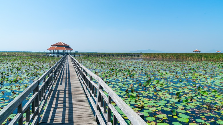 A boardwalk through lotus-filled wetland