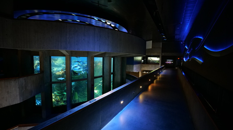 central tank at New England Aquarium