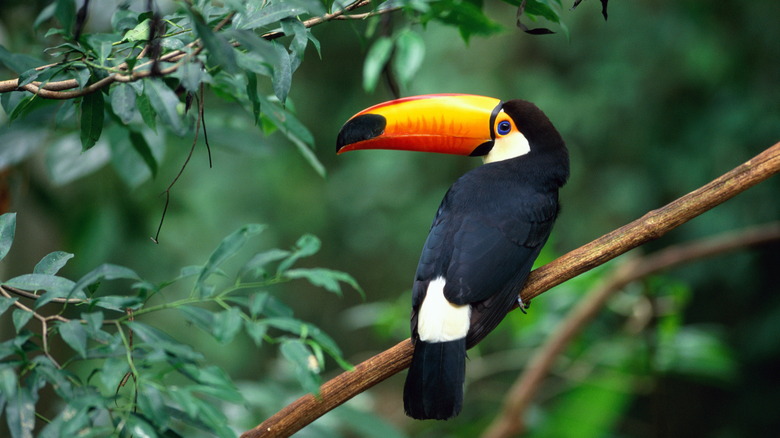 Toucans in Pacuare, Costa Rica