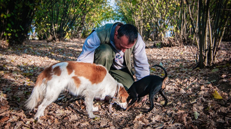 Truffle hunter with dogs in forest, Alba, Italy