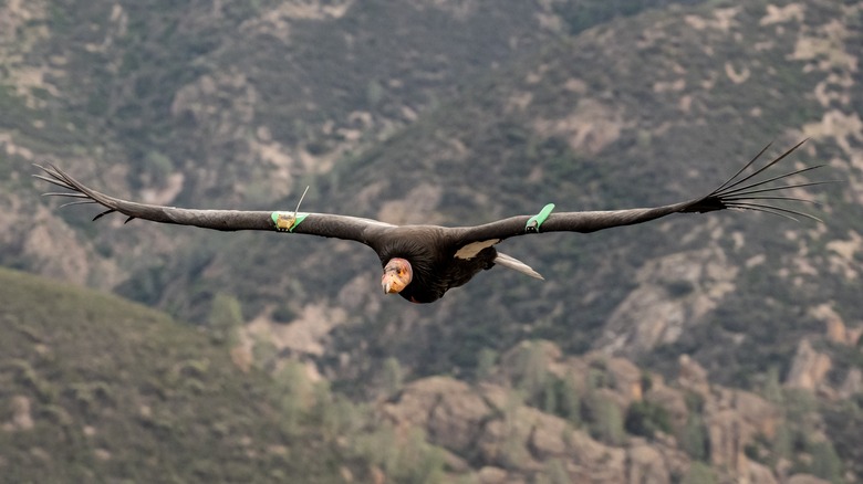 California condor flying over Pinnacles National Park