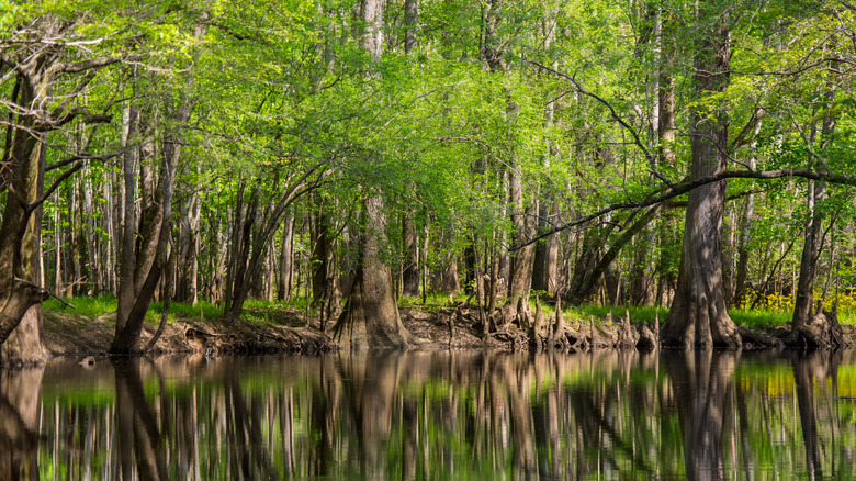 Trees and their reflection at Congaree National Park in South Carolina
