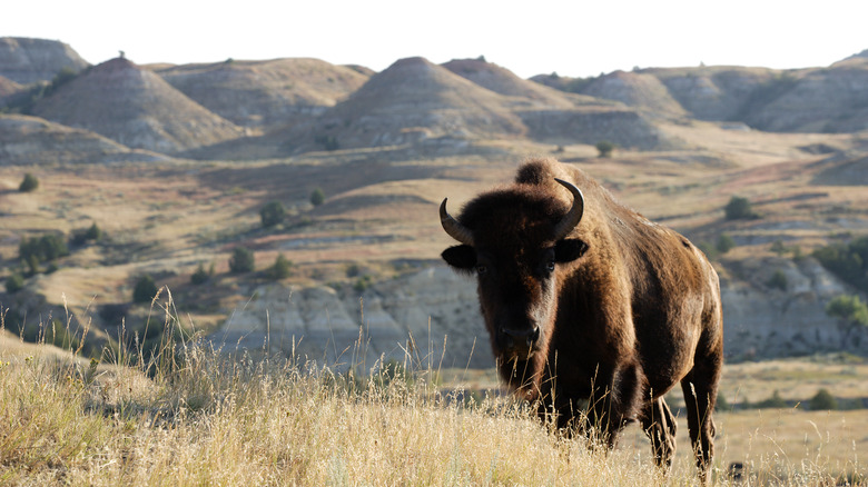 American bison in the hills of Theodore Roosevelt National Park