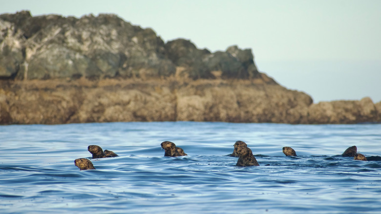 A group of sea otters on the coast of Nootka Island