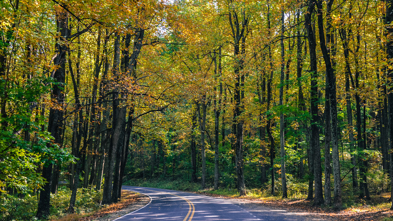 Road lined with trees