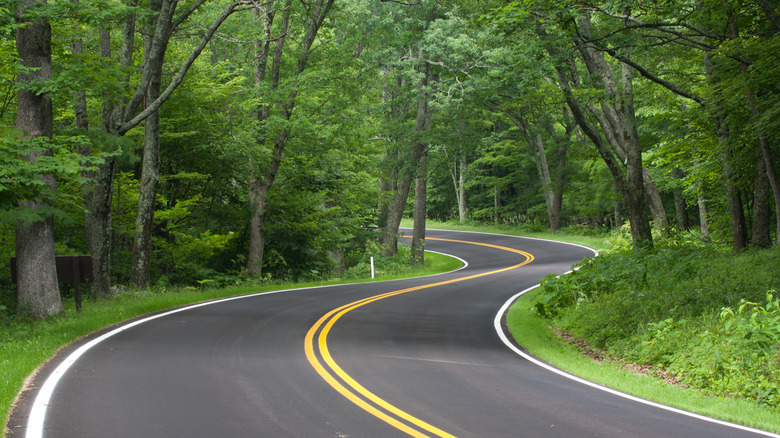 road winding through trees