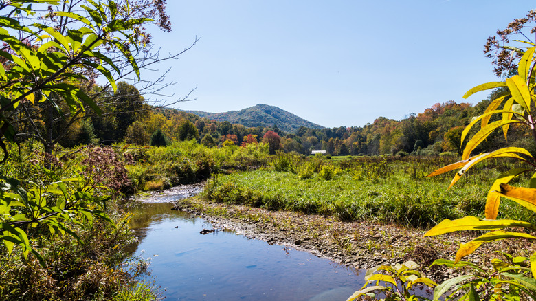 River through a forest on the Virginia Creeper Trail through Abingdon