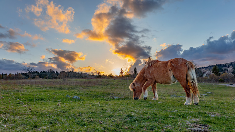 Open field and wild pony at sunset in Grayson Highlands