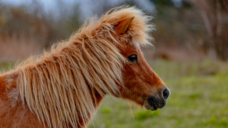 Wild pony at Grayson Highlands