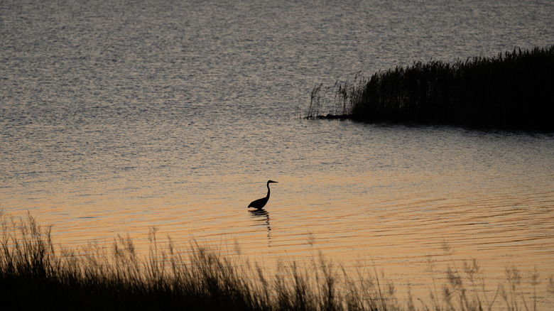 Water bird wading in the marsh at sunset in Back Bay National Wildlife Refuge