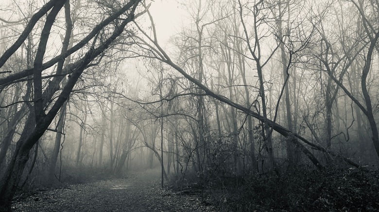 A spooky haunted trail