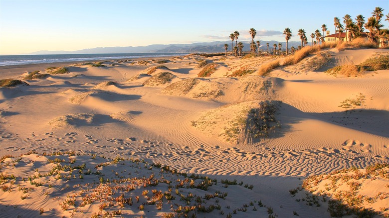 oxnard beach sand dunes grass