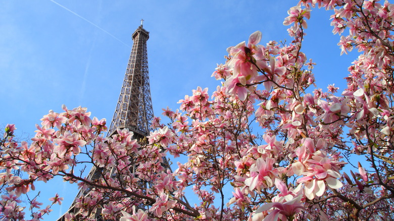 eiffel tower and cherry blossoms 