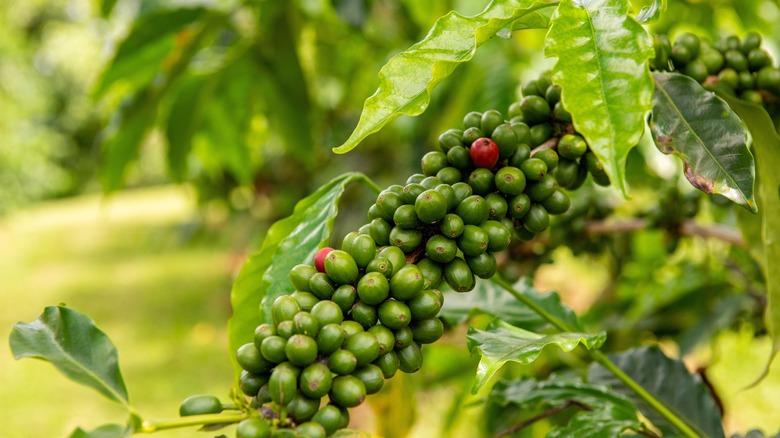 Coffee tree in Kona Hawaii