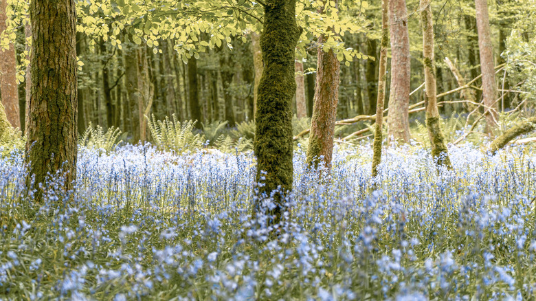 Bluebells covering the floor of forest