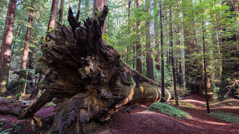 fallen redwood in Humboldt County