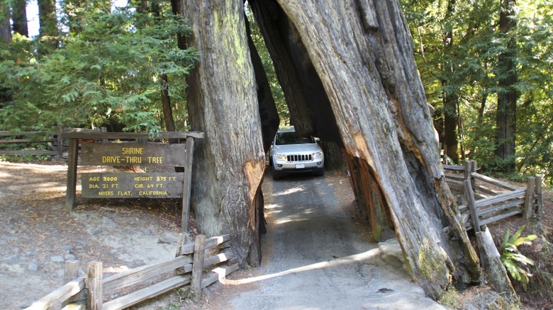 car driving through Redwood tree