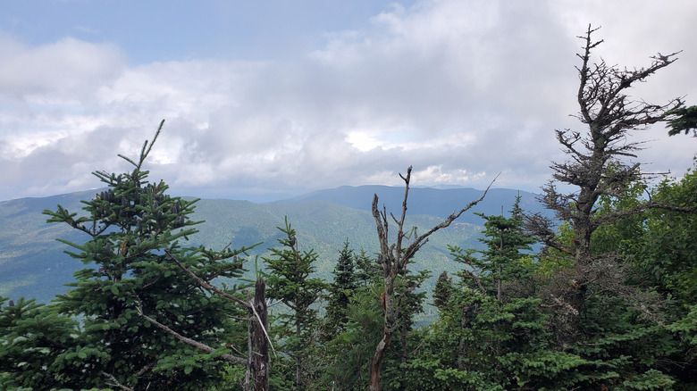 Pine trees against the Adirondack mountains