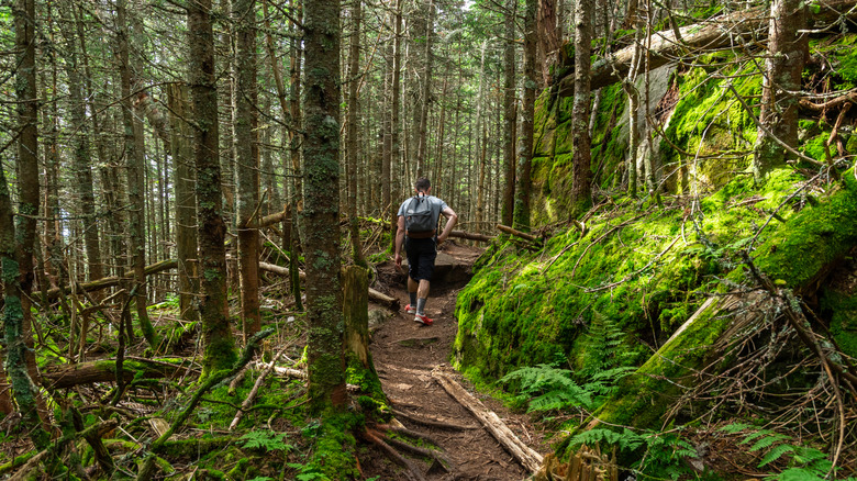 A hiker in the Adirondack woods