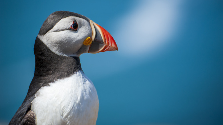 Skomer Island Puffin