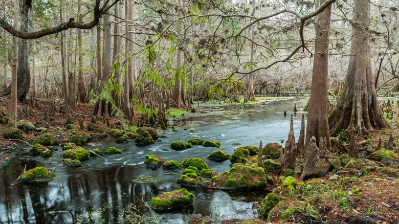 A view of Fanning Springs, featuring water surrounded by trees