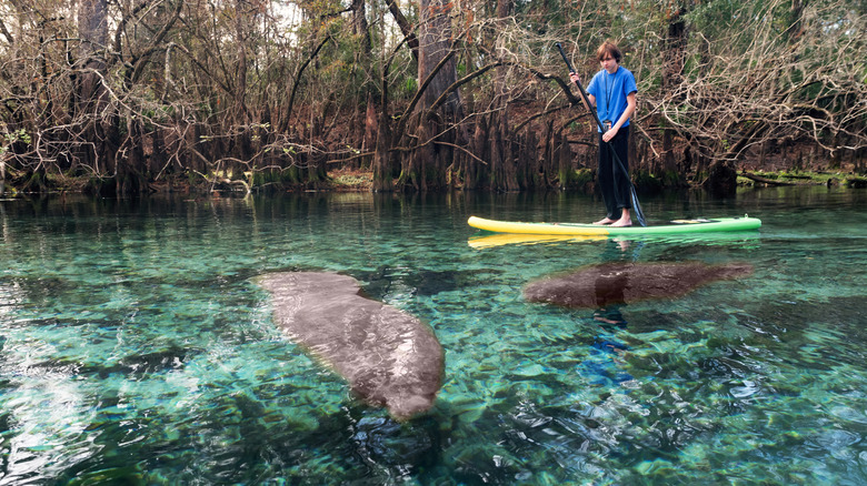 A paddleboarder observing a manatee at Fanning Springs