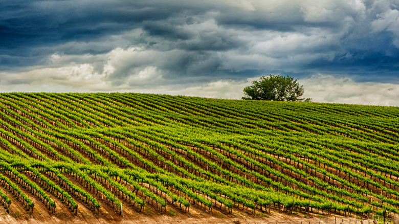 The vineyards of Yakima Valley during the spring