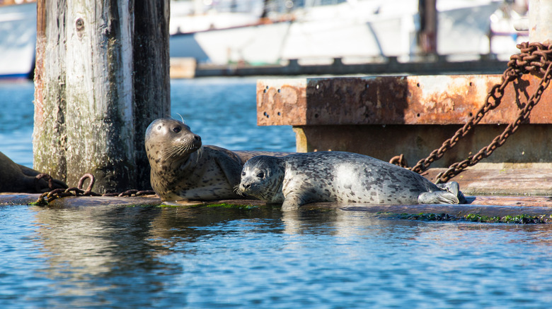 Seals at the Port of Poulsbo