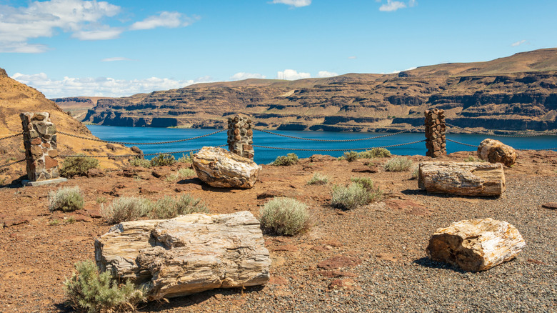 Petrified wood near river at Ginkgo Petrified Forest State park