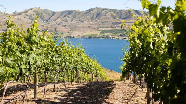 A vineyard overlooking the lake in Chelan County, Washington