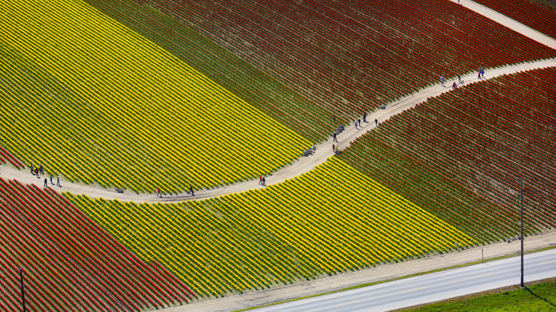 Aerial image of the annual Skagit Valley Tulip Festival, La Conner