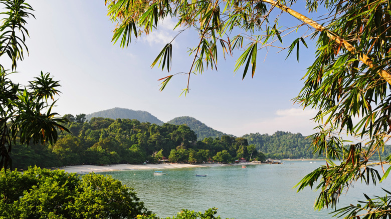 Pangkor Island beach foliage