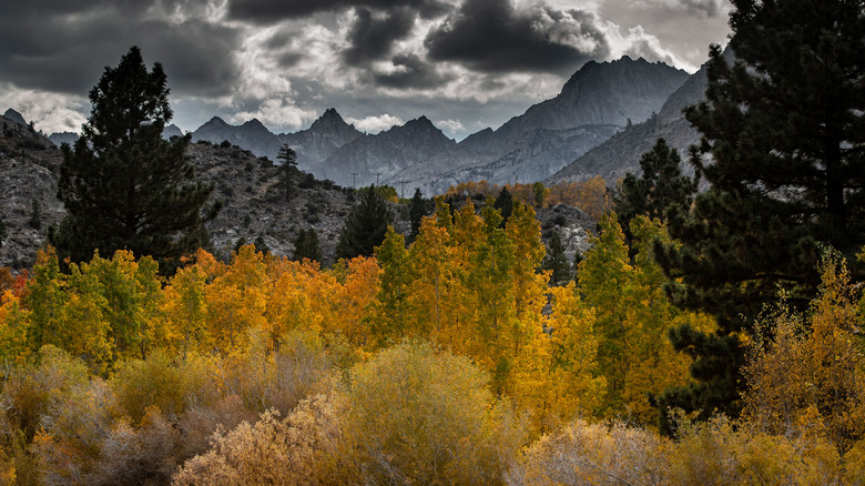 Fall colors at Bishop Creek Canyon