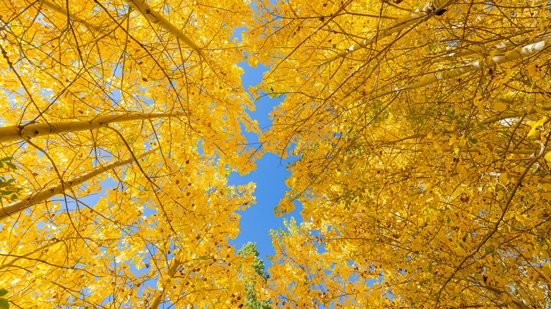 Fall colors on June Lake Loop