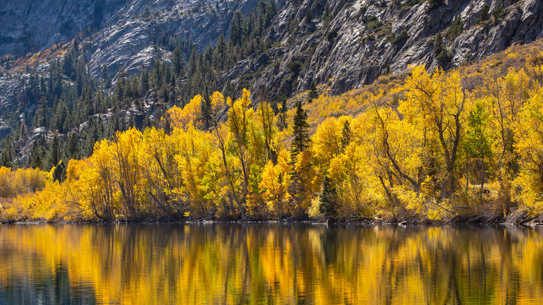 Fall colors on June Lake Loop