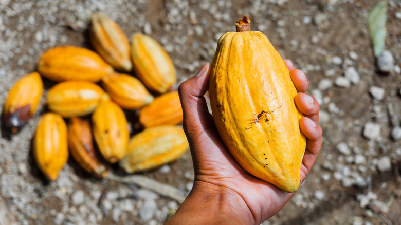 A hand holding a cacao fruit, which is the main ingredient in chocolate