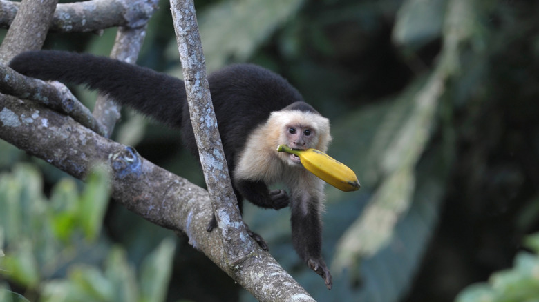 A monkey in a tree at Pico Bonito National Park in La Ceiba, Honduras