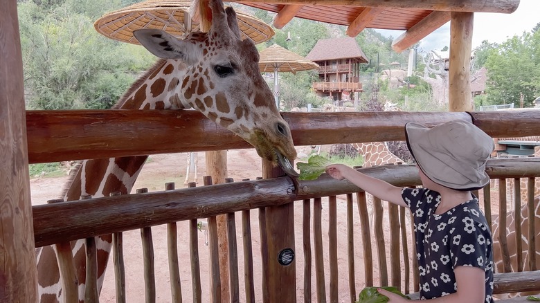 girl feeding giraffe