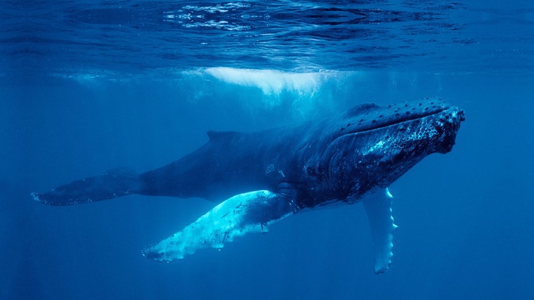 humpback whale swimming