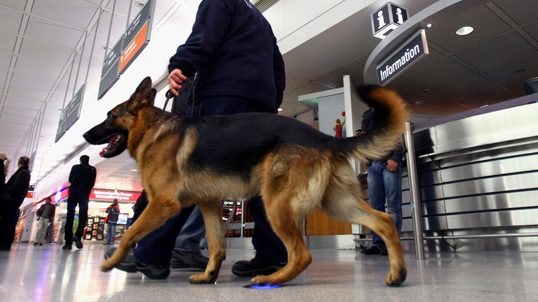 Sniffer dog being walked through the airport