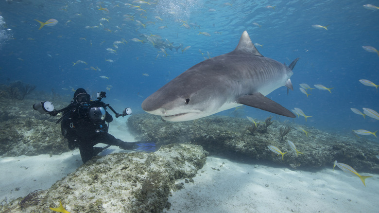 Diver photographer with a tiger shark in the ocean, surrounded by fish