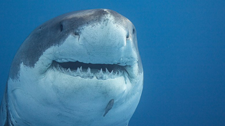 Great white shark swimming in the ocean