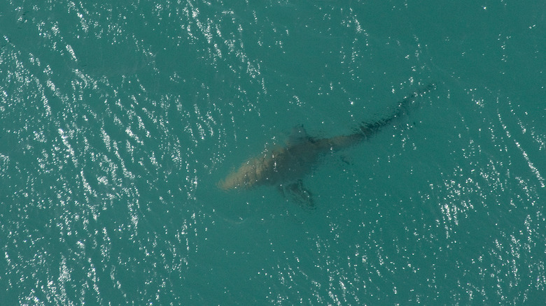 A shark underwater in Florida
